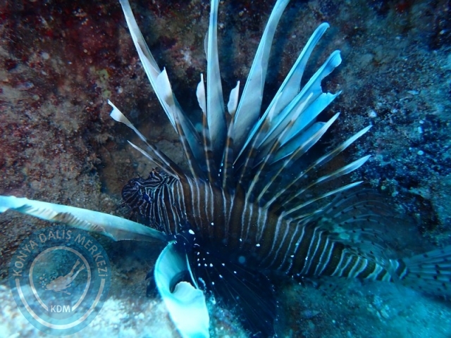 06 -07 Elül Kaş