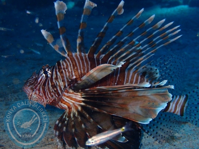 07-08 Eylül Kaş