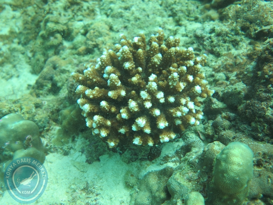 09 - 17 Nisan PHUKET