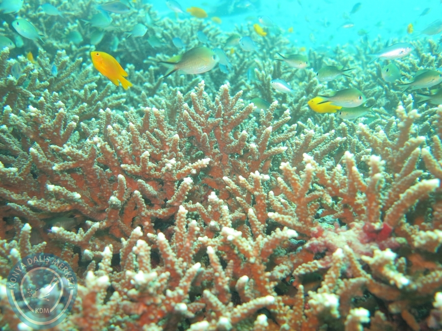 09 - 17 Nisan PHUKET