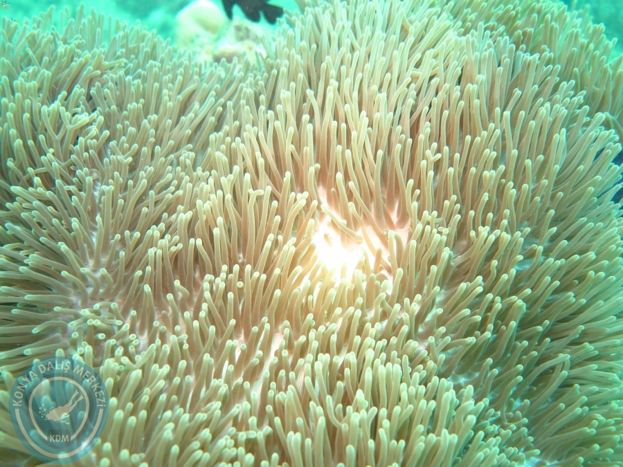 09 - 17 Nisan PHUKET