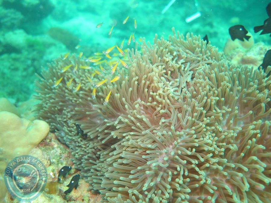 09 - 17 Nisan PHUKET
