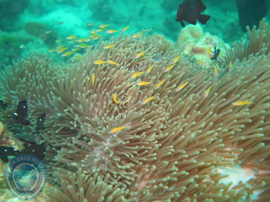 09 - 17 Nisan PHUKET