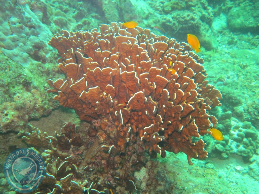09 - 17 Nisan PHUKET