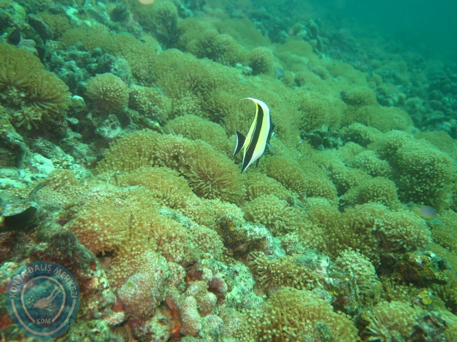 09 - 17 Nisan PHUKET