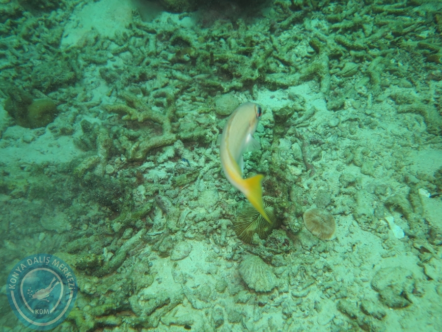 09 - 17 Nisan PHUKET