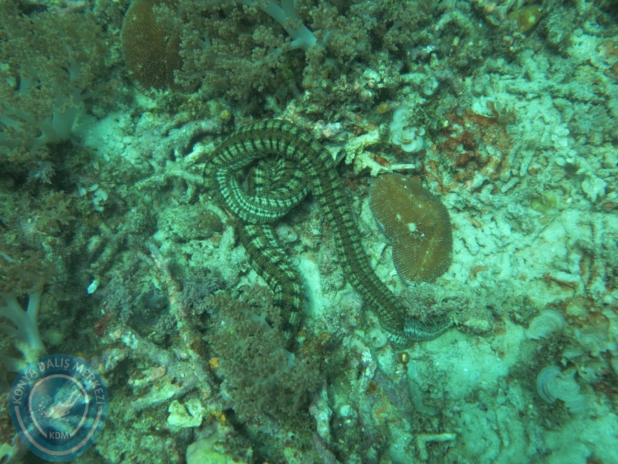 09 - 17 Nisan PHUKET