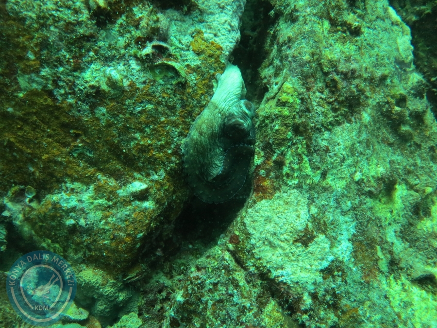 09 - 17 Nisan PHUKET