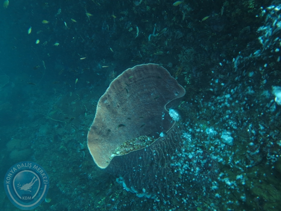 09 - 17 Nisan PHUKET