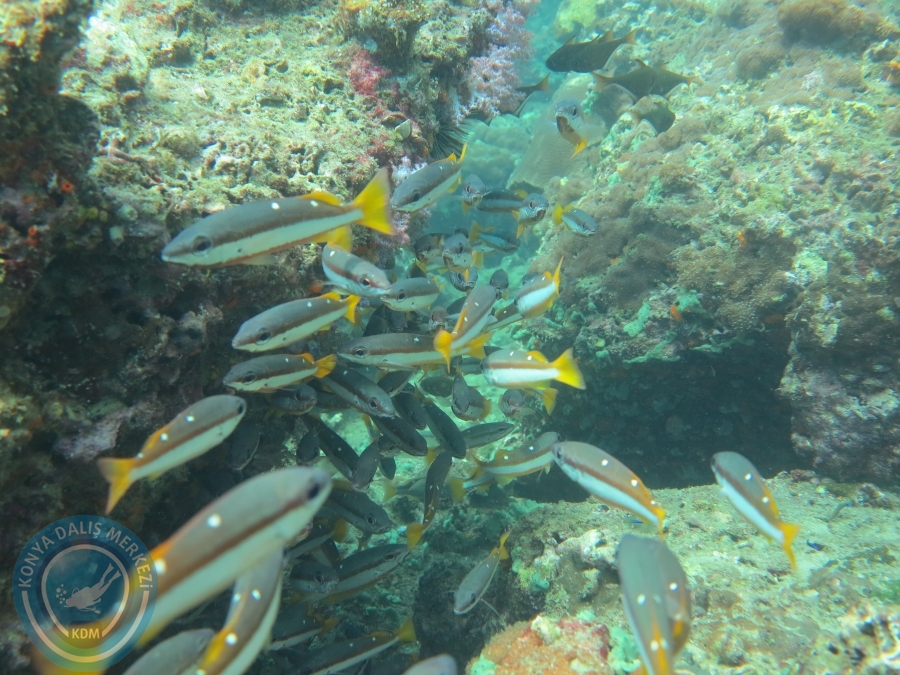 09 - 17 Nisan PHUKET