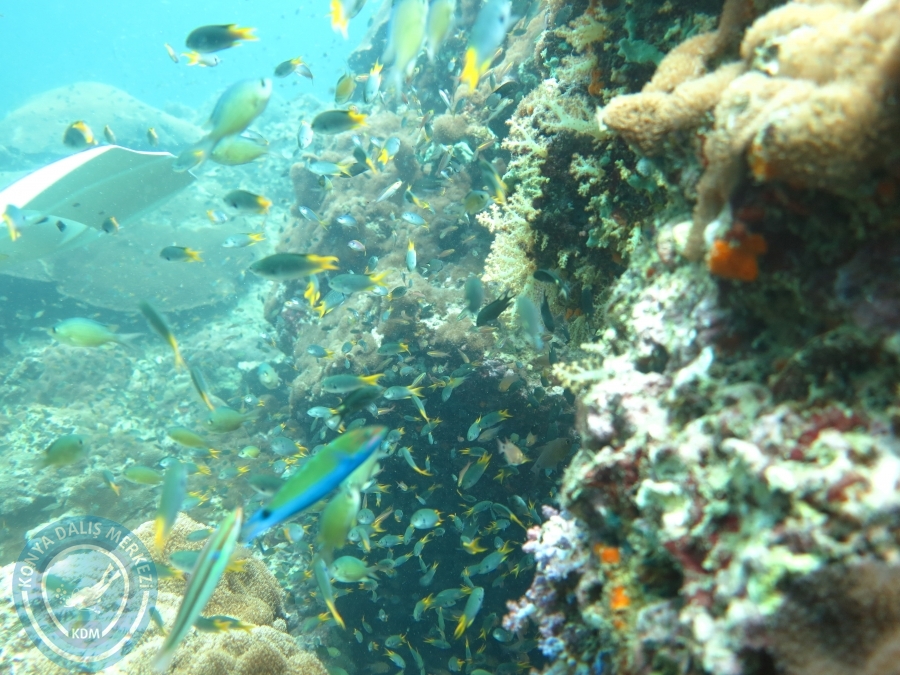 09 - 17 Nisan PHUKET