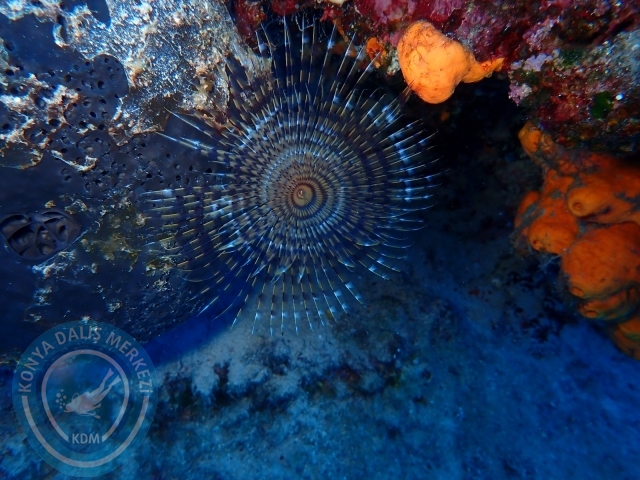 11-12 Eylül Bodrum