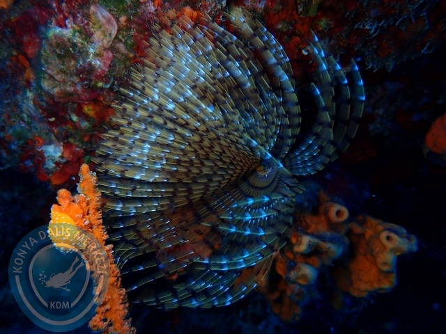 11-12 Eylül Bodrum
