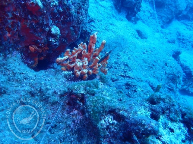 11-12 Eylül Bodrum