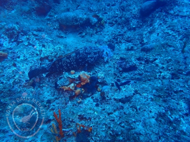 11-12 Eylül Bodrum