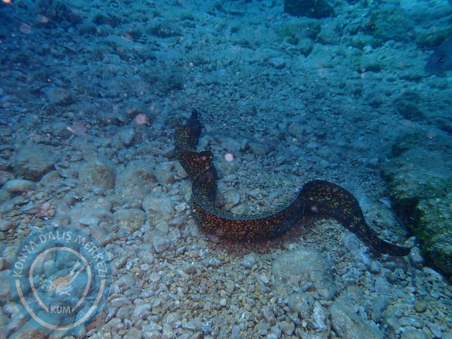 11-12 Eylül Bodrum