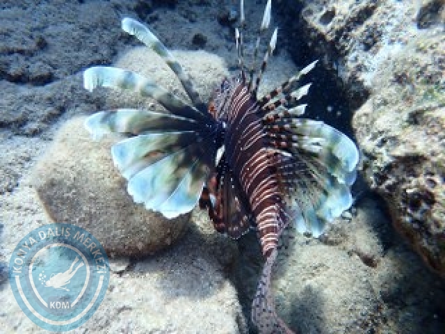 12-1 Eylül Fethiye 