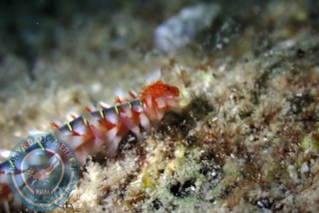 12-1 Eylül Fethiye 