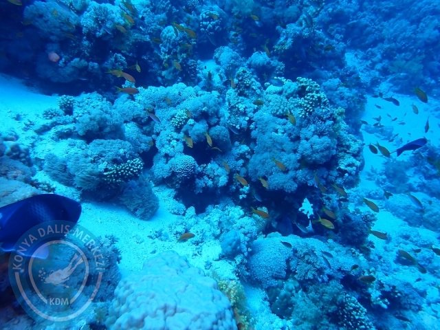 13-18 Mayıs Sharm