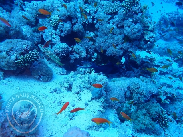 13-18 Mayıs Sharm