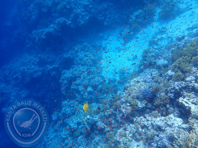 13-18 Mayıs Sharm