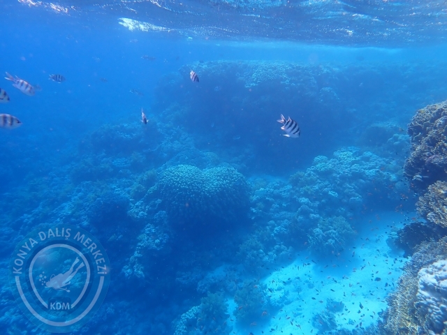13-18 Mayıs Sharm