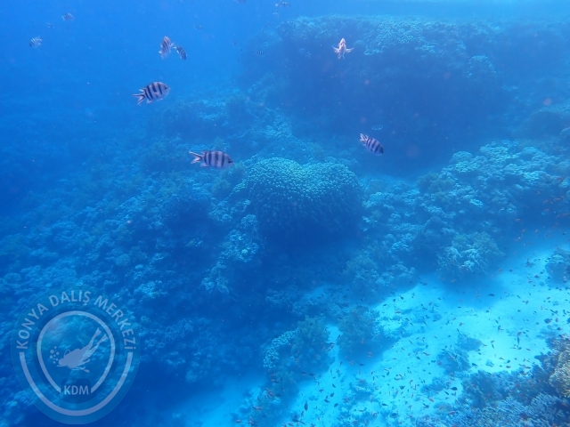 13-18 Mayıs Sharm