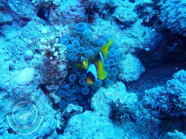 13-18 Mayıs Sharm
