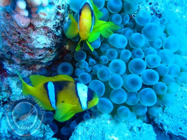 13-18 Mayıs Sharm