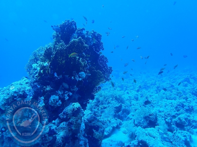 13-18 Mayıs Sharm