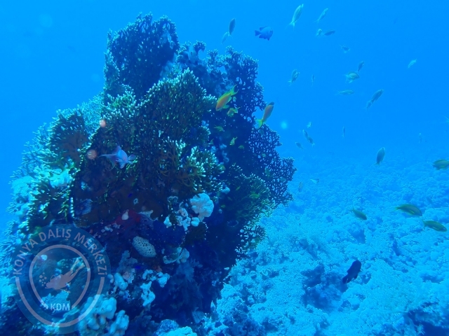 13-18 Mayıs Sharm