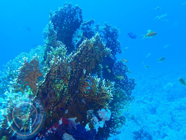 13-18 Mayıs Sharm