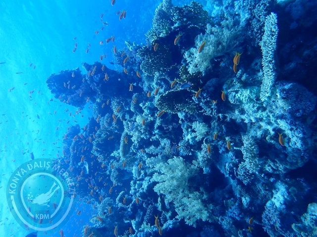 13-18 Mayıs Sharm