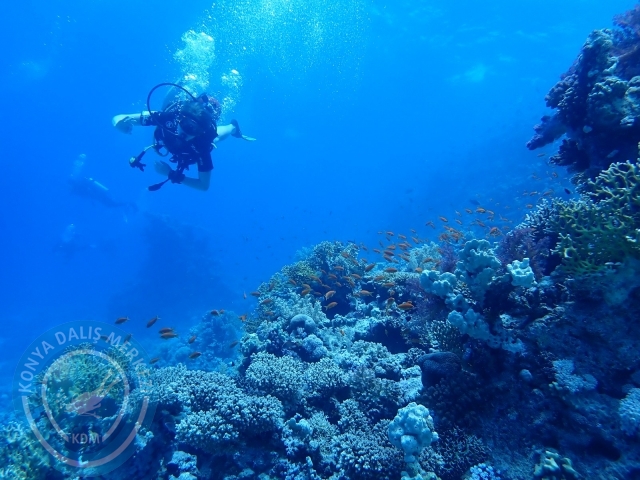 13-18 Mayıs Sharm