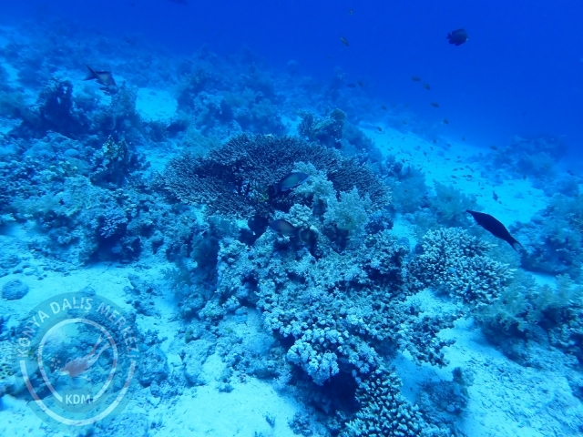 13-18 Mayıs Sharm