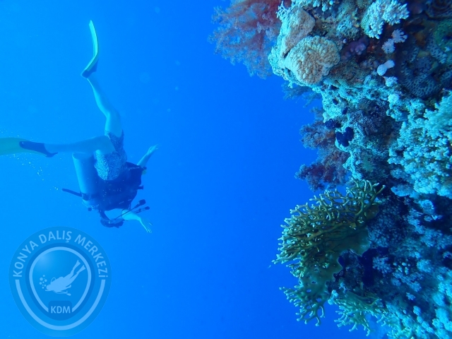 13-18 Mayıs Sharm