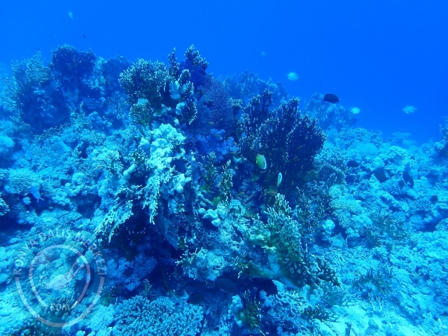13-18 Mayıs Sharm