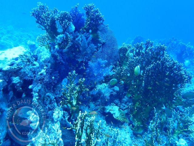 13-18 Mayıs Sharm
