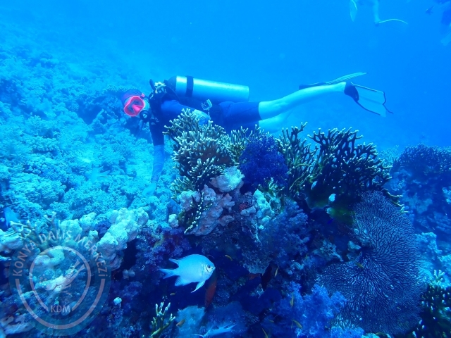13-18 Mayıs Sharm