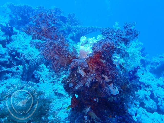 13-18 Mayıs Sharm