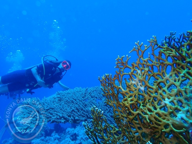 13-18 Mayıs Sharm