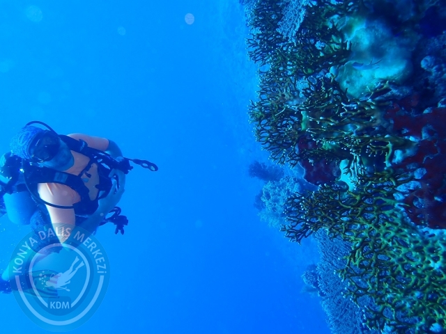 13-18 Mayıs Sharm