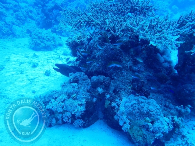 13-18 Mayıs Sharm