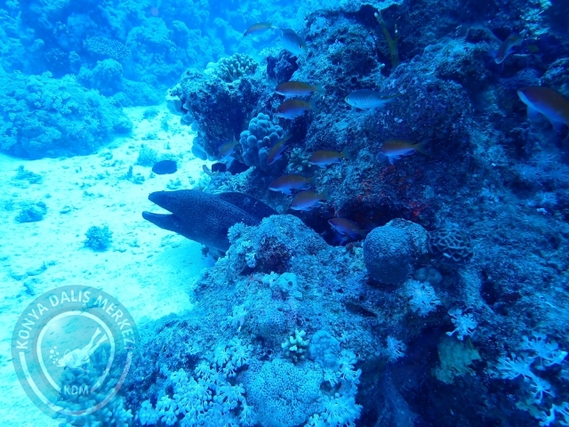 13-18 Mayıs Sharm