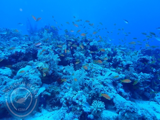 13-18 Mayıs Sharm