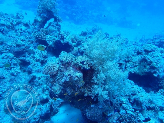 13-18 Mayıs Sharm