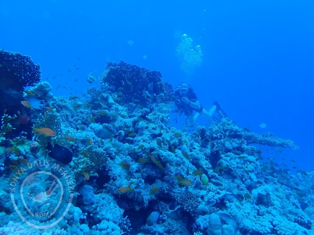 13-18 Mayıs Sharm