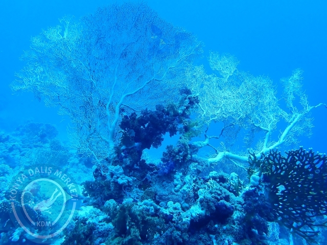 13-18 Mayıs Sharm