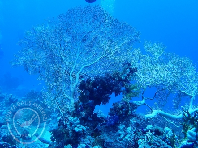 13-18 Mayıs Sharm