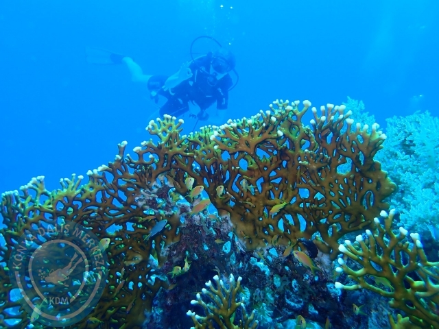 13-18 Mayıs Sharm